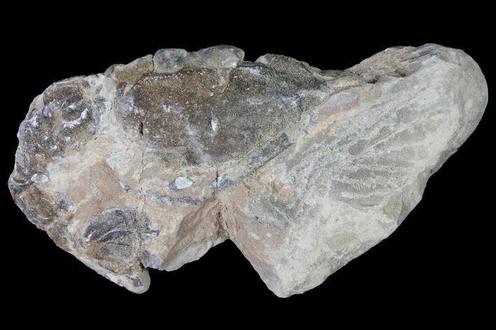 Fossil Lobster (Meyeria) - Cretaceous, Isle of Wight #92913